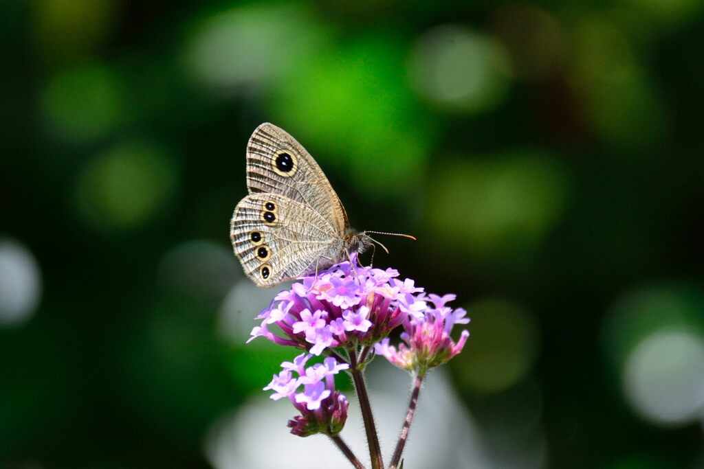 ヒメウラナミジャノメ　　　DSC_5660