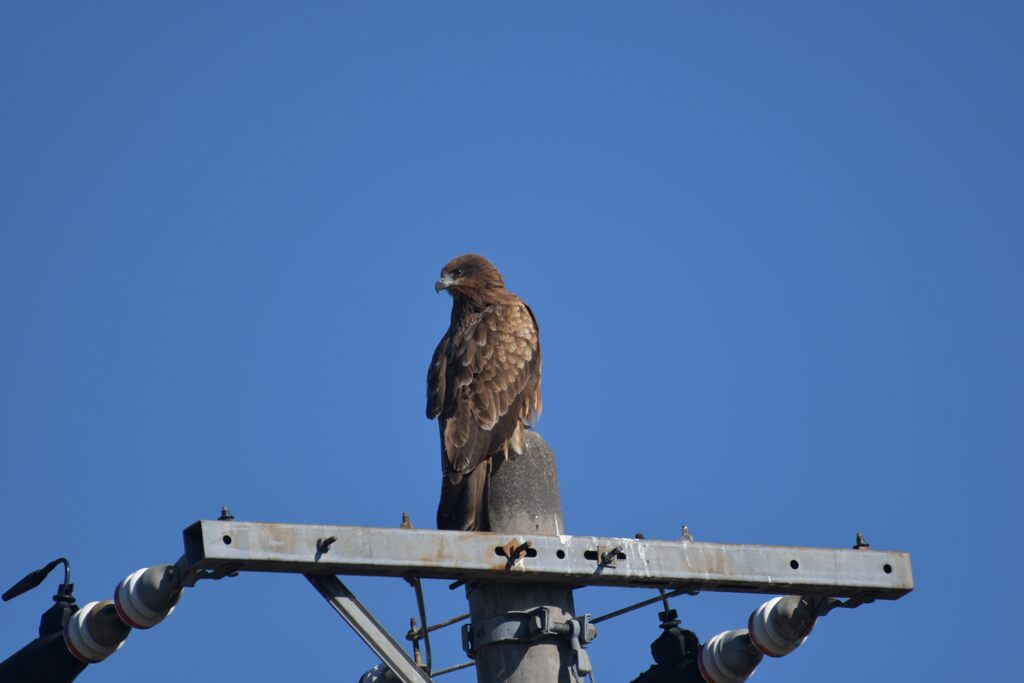 眼光鋭く　　DSC_4661