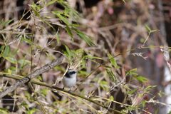 竹藪にエナガ　DSC_4692