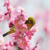 ウメ－！　　　DSC_1406