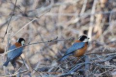 こっちはどうかな？　DSC_6913