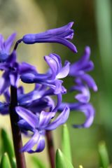 紫の花　DSC_0878