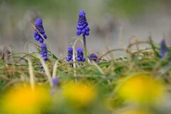 春の彩　　　DSC_6351