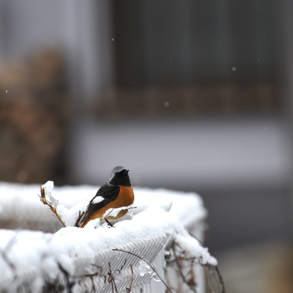 まだ降るの？　　DSC_0827