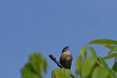 Singing in the Blue Sky　　DSC_8540