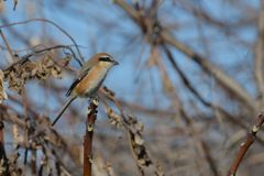 藪を背にして　DSC_3700
