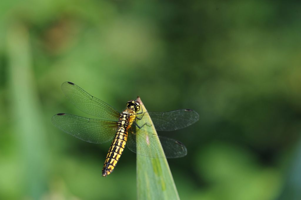 朝の翅休め　DSC_3415