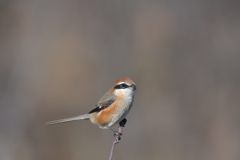 お見合い写真　DSC_3679