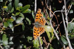 師走のキタテハ　 DSC_9185