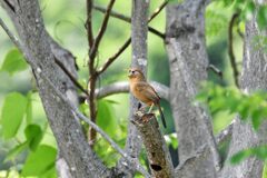 ガビチョウ鳴く　　DSC_8405