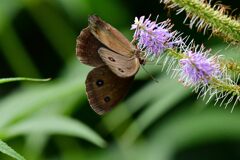 クガイソウにジャノメチョウ　　　DSC_0145