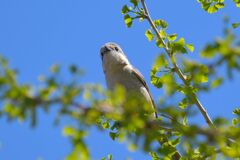 モズ　　DSC_9140