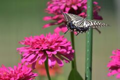 花から花へと　DSC_1263