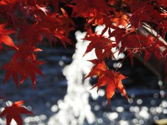 輝く紅葉　DSCN0980