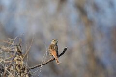 何かな？　DSC_5785