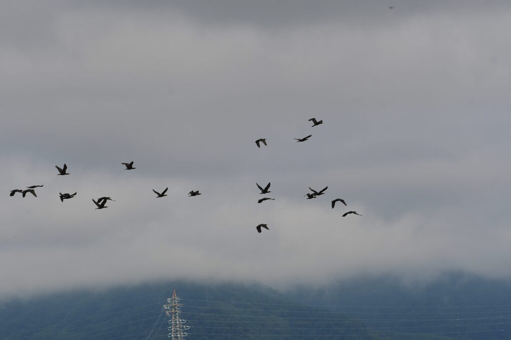 カワウの集団　　DSC_7378