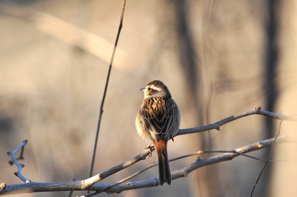 穏やかな夕暮れ　　DSC_0947