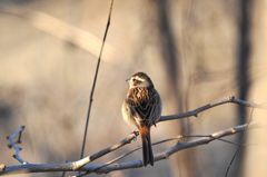 穏やかな夕暮れ　　DSC_0947