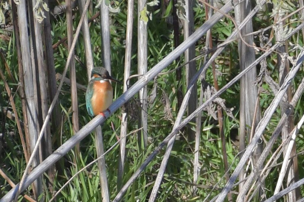 遠い・・・　　DSC_3965