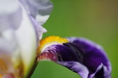 三色　DSC_2715