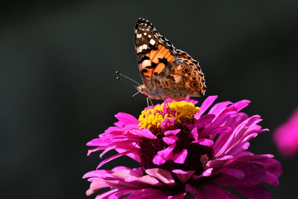 ヒメアカタテハ　　DSC_4295