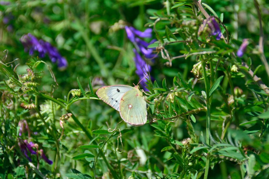 モンキチョウ　　　DSC_6867