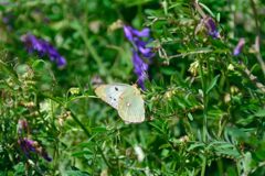 モンキチョウ　　　DSC_6867