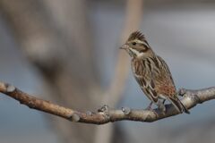 カシラダカ　　DSC_6790