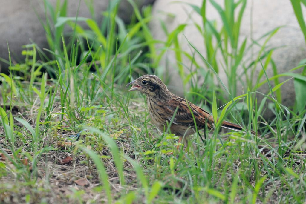 君はヒバリさん？　１　DSC_4953