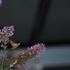 暗くなっても　４　DSC_3963