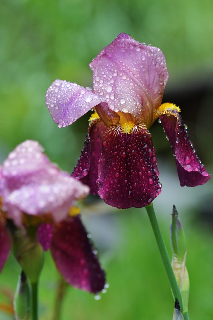 雨上がりの朝　３　DSC_2480