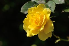 黄色いバラ　DSC_2798