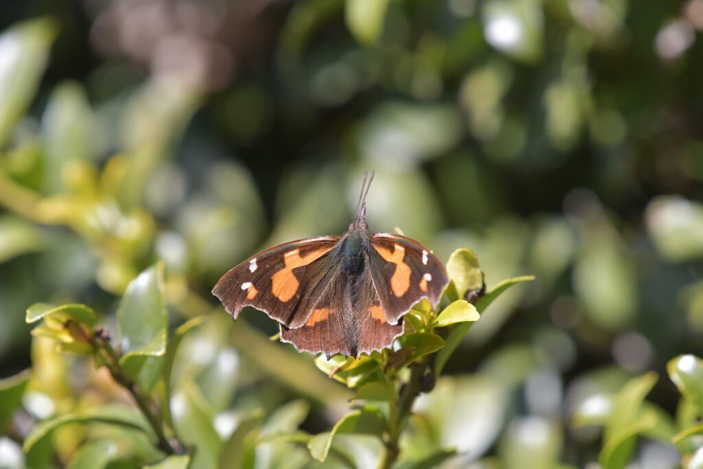 テングチョウ　　DSC_9608