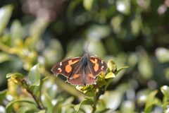 テングチョウ　　DSC_9608