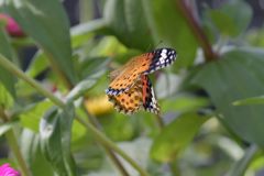 フワフワ　DSC_0698