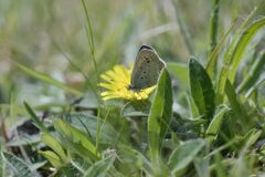 野の花にヤマトシジミ　　DSC_1774
