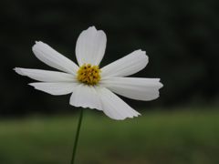 一輪　IMG_2913