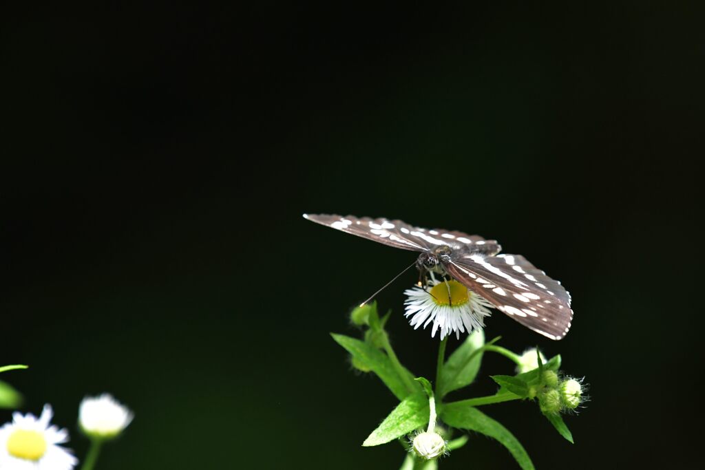 野の花にホシミスジ　　DSC_4567