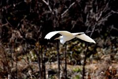 ダイサギの滑空　　　DSC_1095