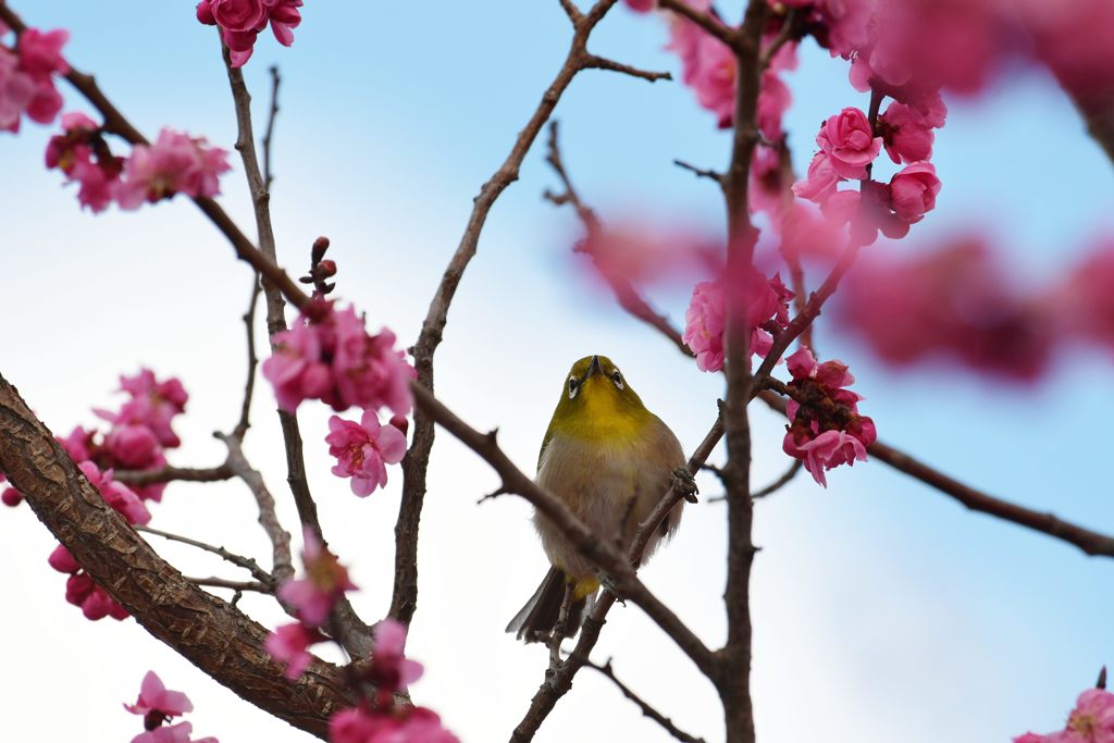 花見　DSC_8542