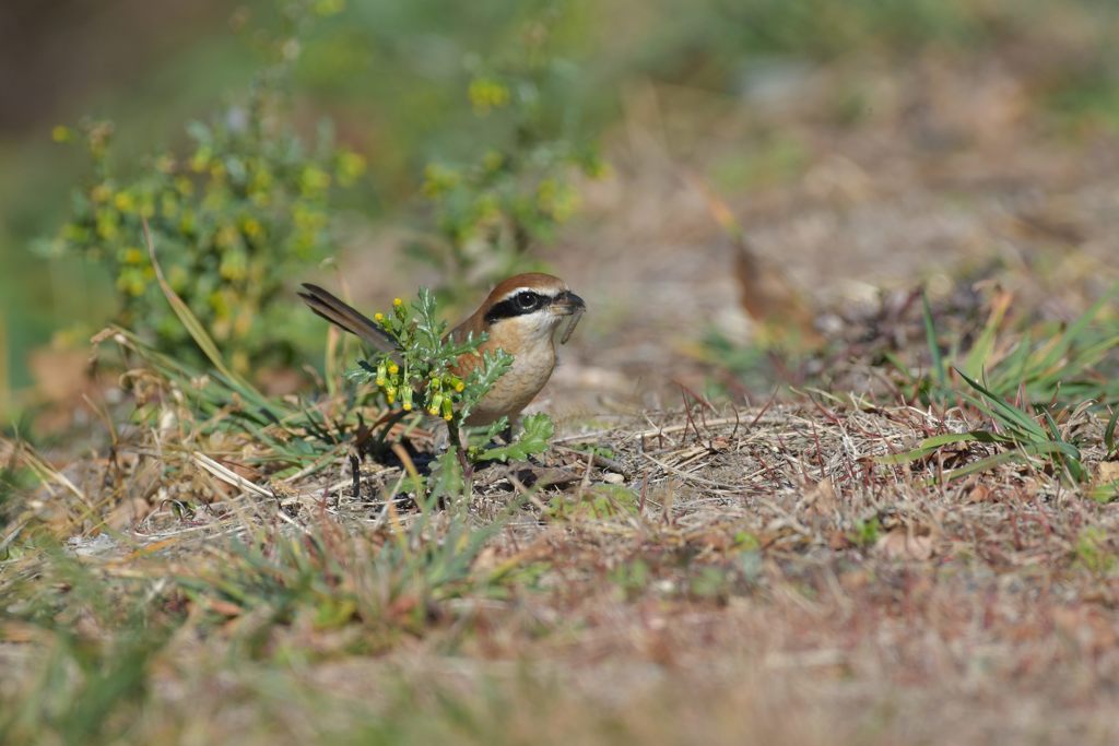ゴハンゲット！　DSC_3712
