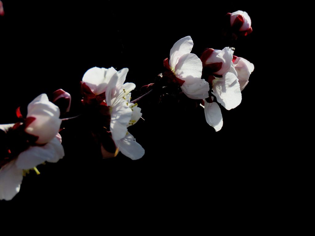ウメ　IMG_3994