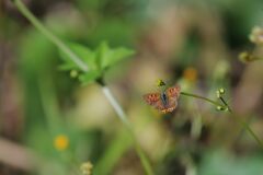 野の花にベニシジミ　DSC_3837