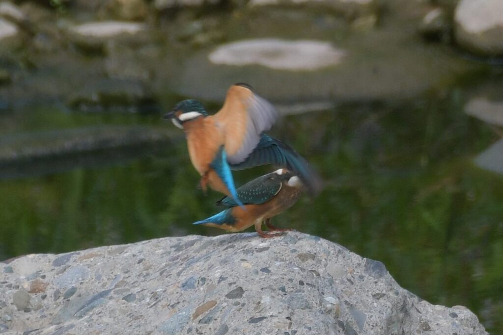 一触即発！？　　DSC_6138