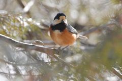 ヤマガラ　DSC_5637