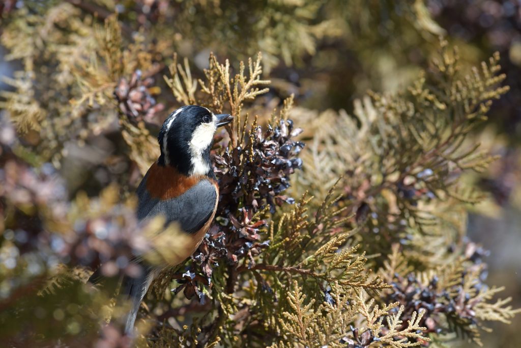 ヤマちゃんのお食事　DSC_5882