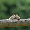 ヒソヒソ・・・　DSC_3507