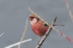 ベニマシコ　　DSC_6611