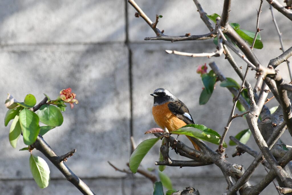 ボケの木にとまるジョビ太　　　DSC_5071