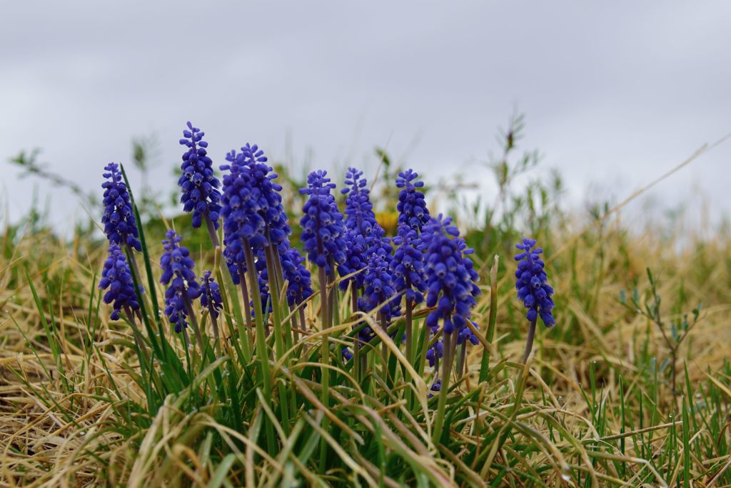 小雨にしっとりと　DSC_4777